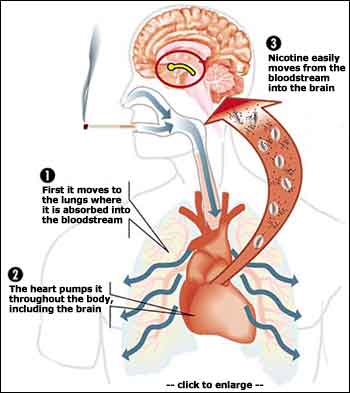 Nicotine to the brain