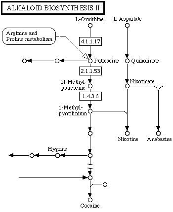 Biosynthesis of Alkaloids